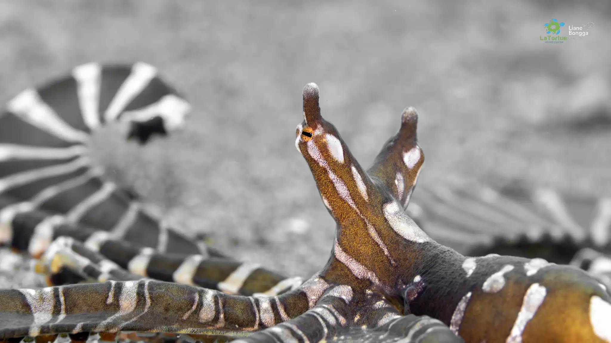 Wunderpus - El dorado - 8m